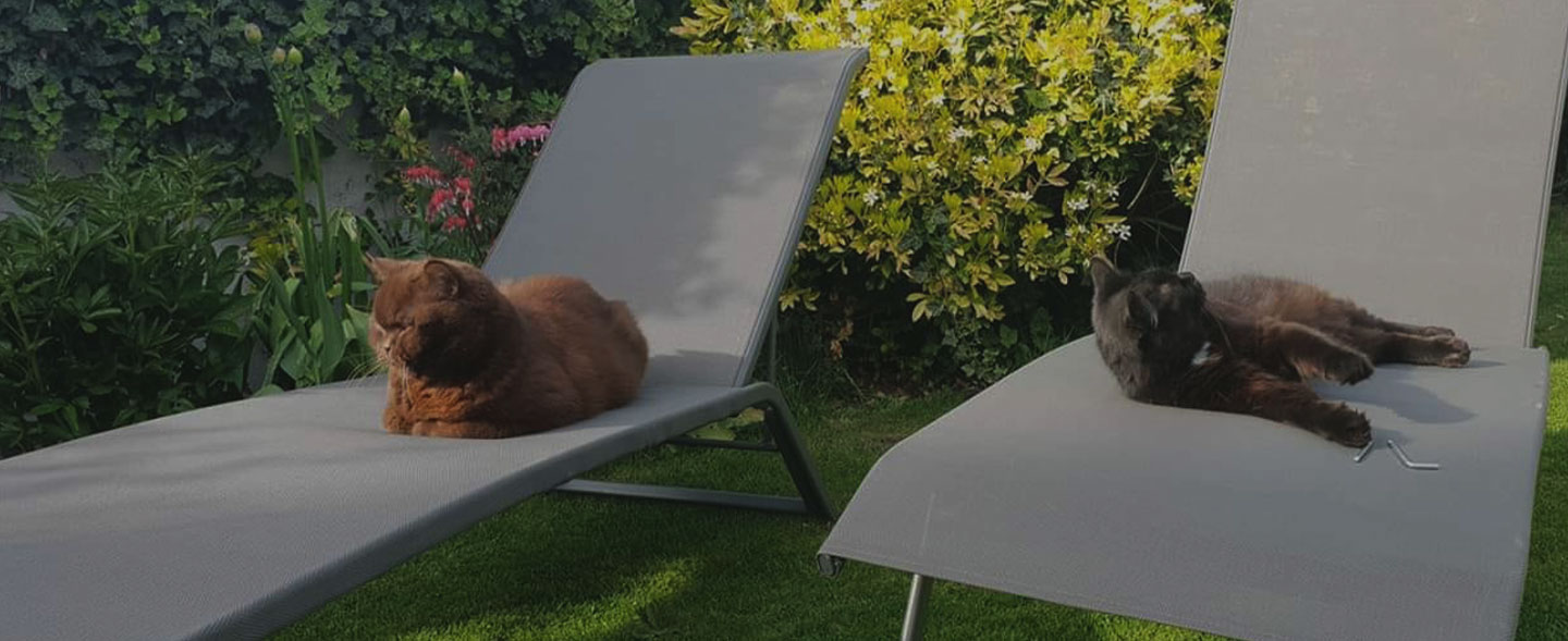 Looping & Oups pet-sitter