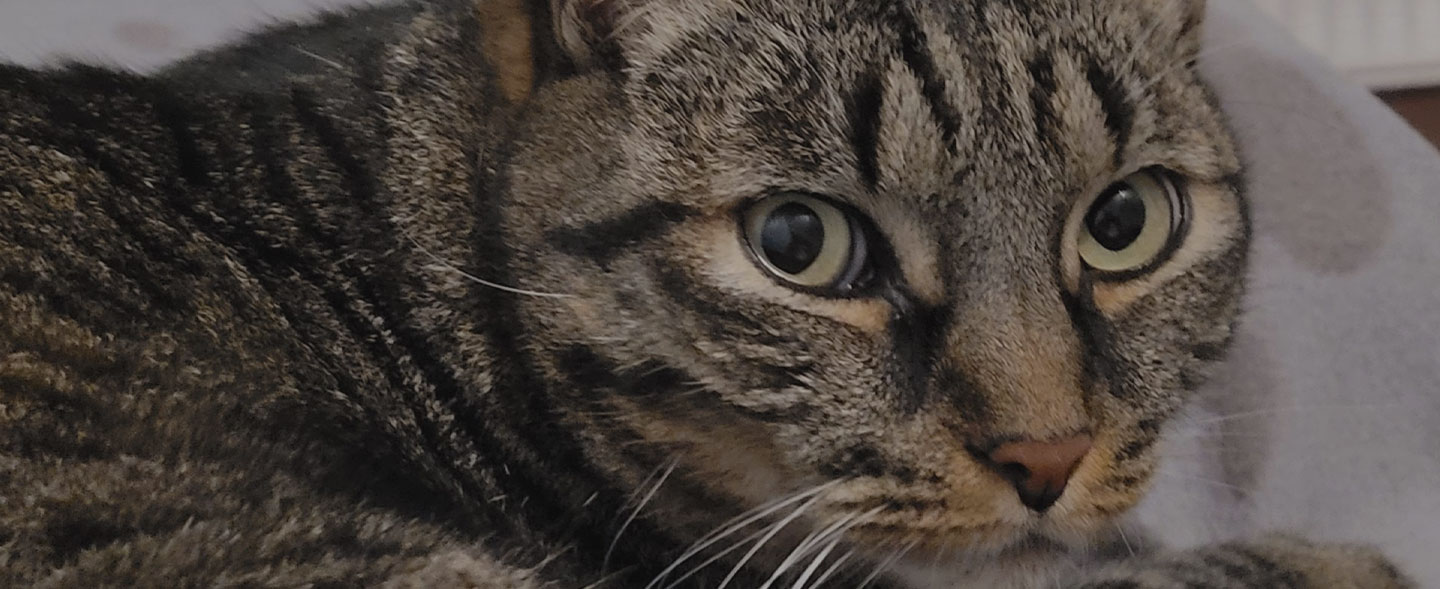 Looping & Oups pet-sitter